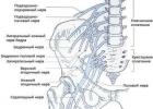 Повреждения пояснично-крестцового сплетения и седалищного нерва Самый крупный нерв крестцового сплетения